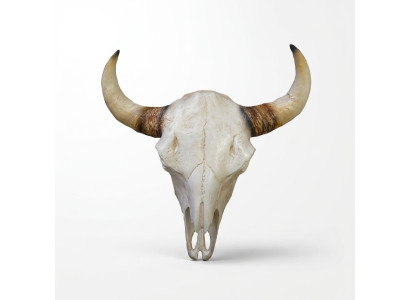 Bullenschädel Stierkopf Wand Skulpturen Höhe 64 cm Deko Figur Skelett Schädel